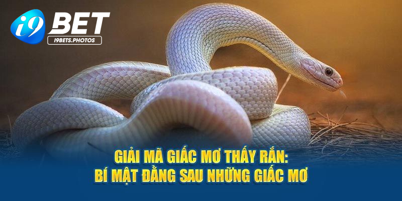 Luận giải chi tiết từng giấc mơ thấy rắn thường gặp